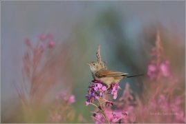 <p>PĚNICE HNĚDOKŘÍDLÁ (Sylvia communis) /Common whitethroat - Dorngrasmücke/</p>